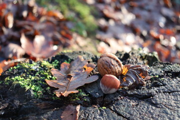 oak leaf with walnut and hazelnut on a tree stump 