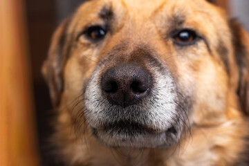 Portrait of a brown big dog in the room close up