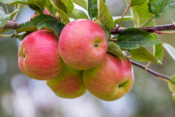 Ripe red apples in the garden on a tree. Apple harvest