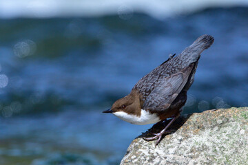 Wasseramsel (Cinclus cinclus) an der Spree	