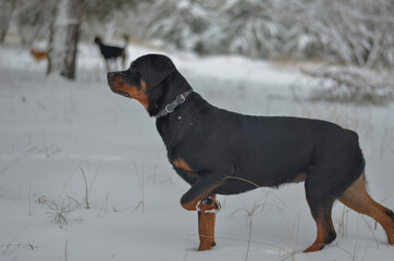 Rottweiler stands in a winter forest with its front left paw rai