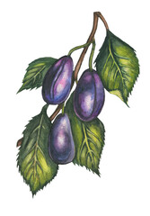 Botanical watercolor illustration of plum three branch with leaves isolated on white background.