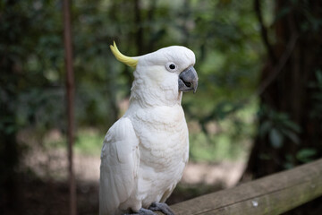White cockatoo parrot