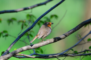 Rotkehlchen (Erithacus rubecula)Vogel des Jahres 2021