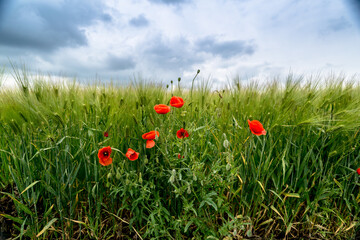 Papaver rhoeas on field of green wheat