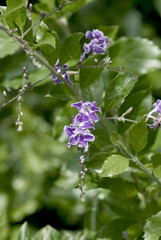 Golden Dewdrop 'Sweet Memory' (Duranta erecta) in garden, Los Angeles, California, USA