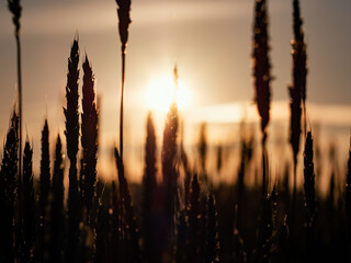 Ripe ears of wheat against the background of an orange fiery sunset