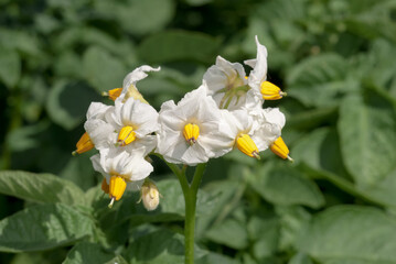 Obraz na płótnie Canvas Potato (Solanum tuberosum) in vegetable garden