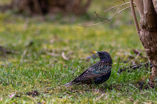 szpak zwyczajny (Sturnus vulgaris) na ziemi wiosną