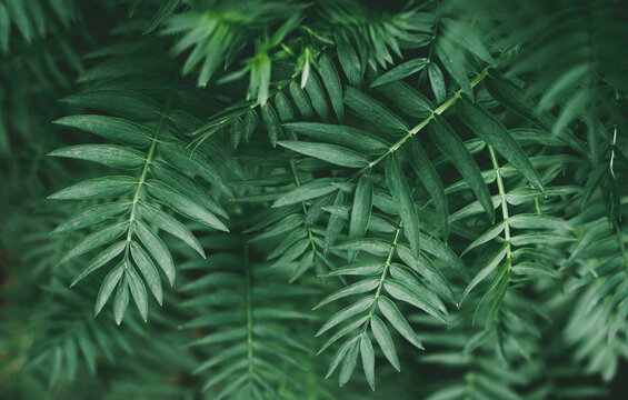 Abstract green leaves, tropical foliage in jungle, natural background pattern texture