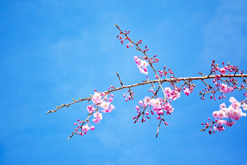 桜のつぼみ（東京都若葉台）｜桜は花だけではなく、つぼみもピンク色で可愛らしく美しいですね