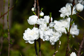 白い桜（稲城市）｜白い花びらの桜はあまり目立たない存在ですが、よく見ると純白でとてもきれいです
