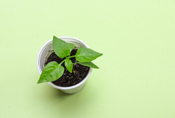 Pepper sprout in a glass on a green background. Top view. Gardening concept with copy space
