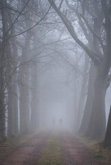 Two people walking in a foggy lane of trees on a winters morning.