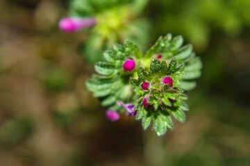 Green and purple Common henbit deadnettle plant in the Spring