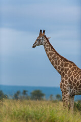 Beautiful giraffe walking in a field of green grass with dark storm clouds in the background, Kruger National Park. 