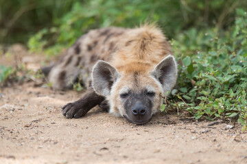 Cute Spotted Hyena cub sleeping. Low angle, Kruger National Park. 