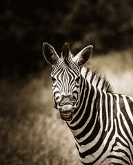 Fototapeta na wymiar Cheaky Burchell's Zebra smiling, flehmen, grimace, Kruger National Park. 
