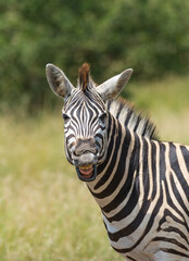 Fototapeta na wymiar Cheaky Burchell's Zebra pulling a grimace, Kruger National Park. 
