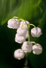 Lily of the Valley (Convallaria majalis) in forest, Central Russia