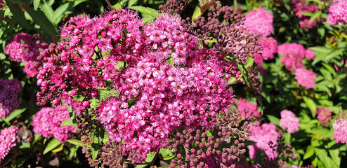Close up of pink Spiraea or Spiraea japonica flowers. Panorama.