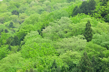 Fototapeta na wymiar 新緑の木々