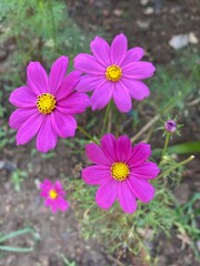 pink cosmos flower