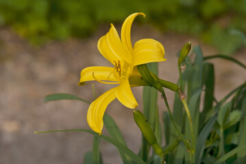 Fototapeta na wymiar Dwarf Day Lily (Hemerocallis minor) in garden