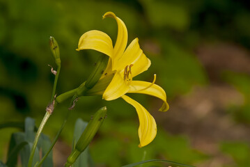 Dwarf Day Lily (Hemerocallis minor) in garden