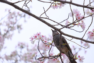 hopeful spring
