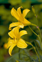 Dwarf Day Lily (Hemerocallis minor) in garden