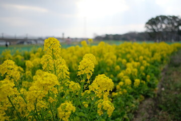 yellow flower field