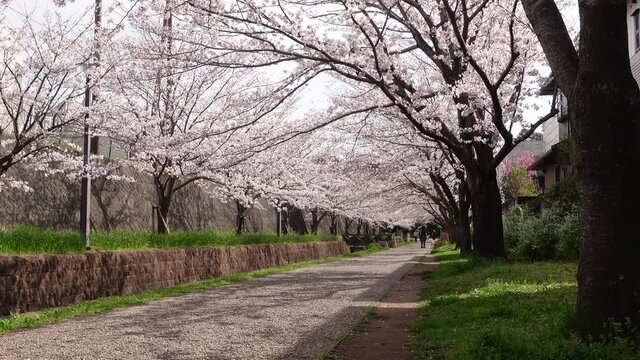 公園の桜並木　日本の春のイメージ