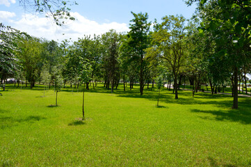 green lawn in a city park on a clear sunny day, along with young tree seedlings planted among the lawn