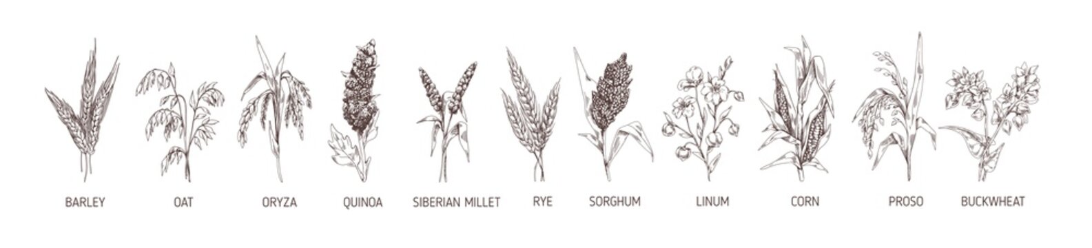 Set of cereal plants. Crops of barley, rye, corn, buckwheat, flax, oat, proso, quinoa, rice, Siberian millet and sorghum. Drawn vector illustration of detailed spikelets isolated on white background