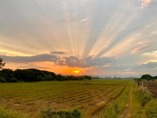 sunset in the field