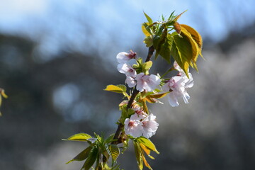 桜の花