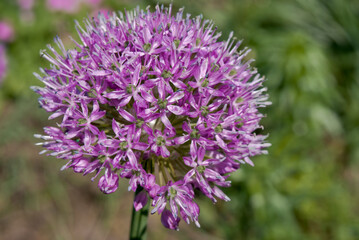 Obraz premium Flowering Onion (Allium aflatunense) in garden