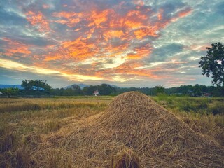 sunset over the field