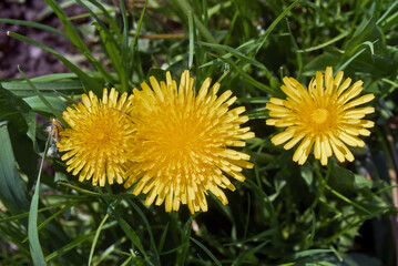 Common Dandelion (Taraxacum officinale) in meadow