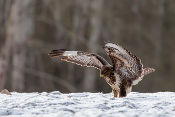 Myszolow zwyczajny Buteo buteo  © Robert