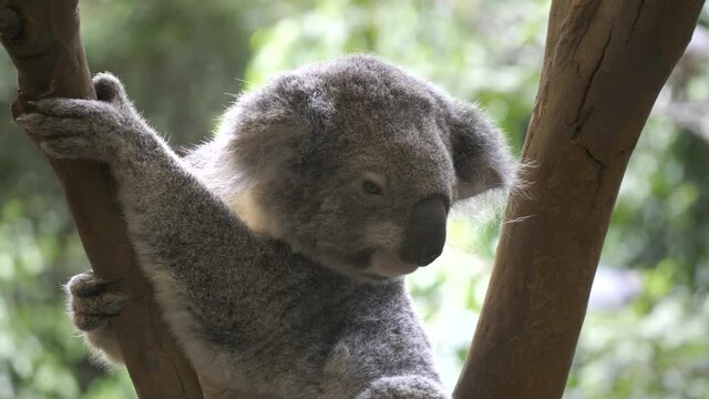 close up of a young koala at blackbutt reserve nature reserve in newcastle, australia