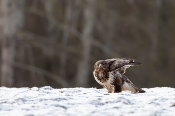 Myszolow zwyczajny Buteo buteo  © Robert