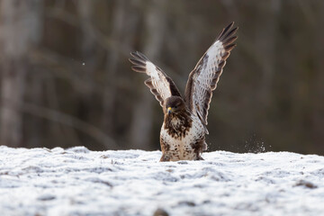 Myszolow zwyczajny Buteo buteo  © Robert