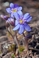 Common Hepatica (Hepatica nobilis) in garden