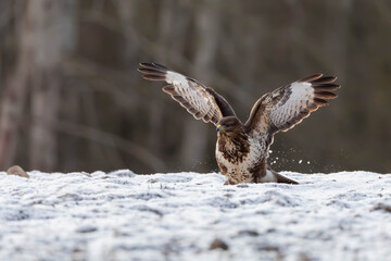 Myszolow zwyczajny Buteo buteo  © Robert