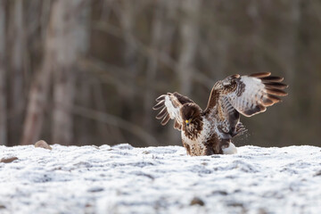 Myszolow zwyczajny Buteo buteo
