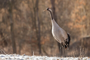 Zuraw zwyczajny Grus grus © Robert