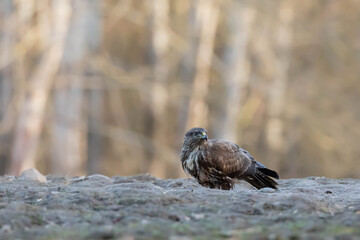 Myszolow zwyczajny Buteo buteo  © Robert