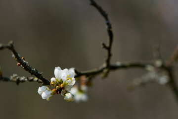 White flower. delicate spring flower on a tree branch. blooming garden. macro nature. Beautiful flowering Japanese cherry. Background with flowers on a spring day. space for text. close-up